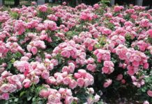 Bulgaria and the Bulgarians